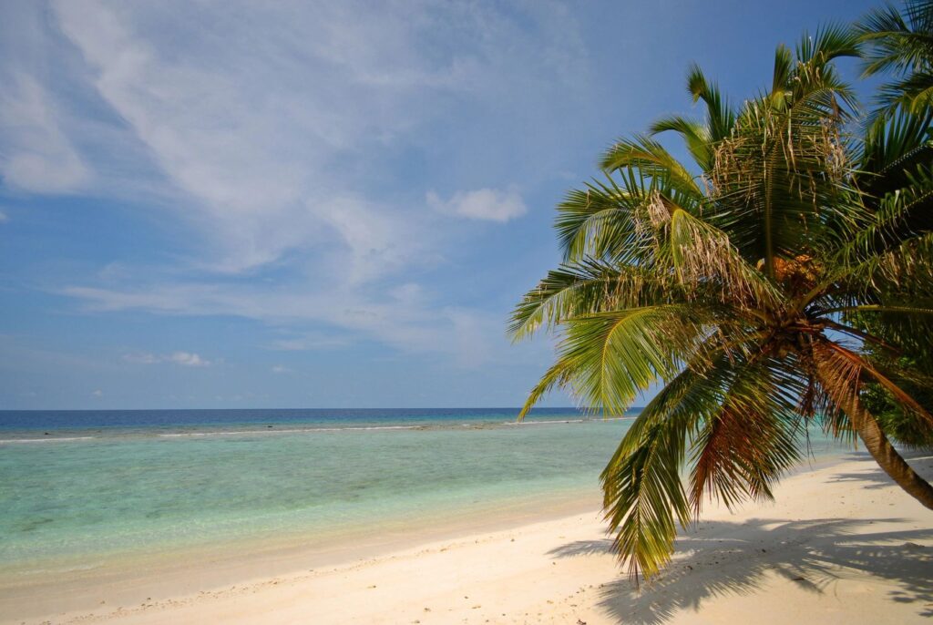 A palm tree on the beach near the ocean.